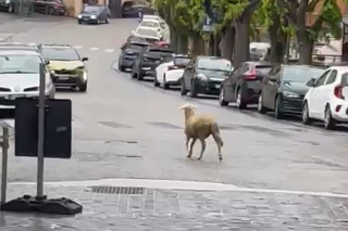 Pecorella smarrita nel centro storico di Sant’Elpidio a Mare, bloccata dalla Polizia locale
